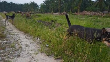 Sokak köpekleri tarla arazisi boyunca kirli patikanın etrafında dolanıyorlar..