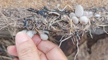 Çürüyen ağaç gövdesinden çıkan minik psathyrella filizlenir..