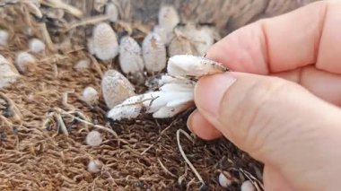 Çürüyen ağaç gövdesinden çıkan minik psathyrella filizlenir..