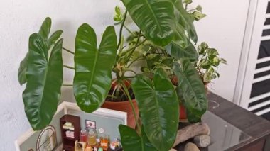 Perak, Malezya. 15 Ocak 2026: Mutfak odasının Super Creator bölümünün minyatür 3D bebek evi kapalı alanda dekore ediliyor ve Tmn Mas 'ın evinde sergileniyor, Kgkoh.