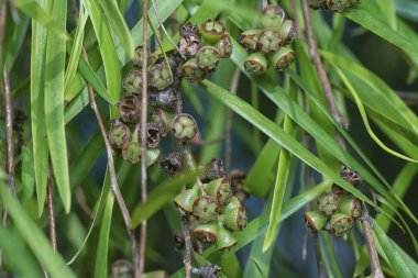 Söğüt yapraklarının söğüt dallarının sarkan uzun söğüt yapraklarının meyve ve çiçeklerinin yakın çekimi.