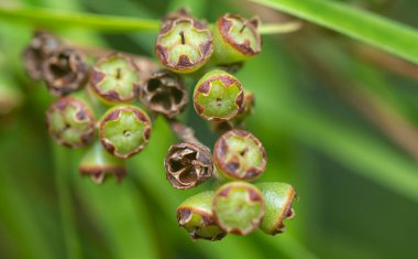 Söğüt yapraklarının söğüt dallarının sarkan uzun söğüt yapraklarının meyve ve çiçeklerinin yakın çekimi.