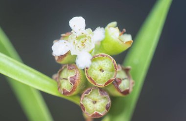 Söğüt yapraklarının söğüt dallarının sarkan uzun söğüt yapraklarının meyve ve çiçeklerinin yakın çekimi.