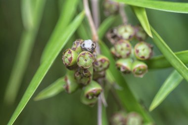 Söğüt yapraklarının söğüt dallarının sarkan uzun söğüt yapraklarının meyve ve çiçeklerinin yakın çekimi.