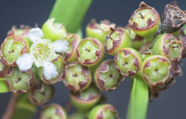 Söğüt yapraklarının söğüt dallarının sarkan uzun söğüt yapraklarının meyve ve çiçeklerinin yakın çekimi.