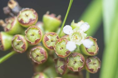 Söğüt yapraklarının söğüt dallarının sarkan uzun söğüt yapraklarının meyve ve çiçeklerinin yakın çekimi.