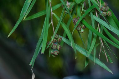Söğüt yapraklarının söğüt dallarının sarkan uzun söğüt yapraklarının meyve ve çiçeklerinin yakın çekimi.