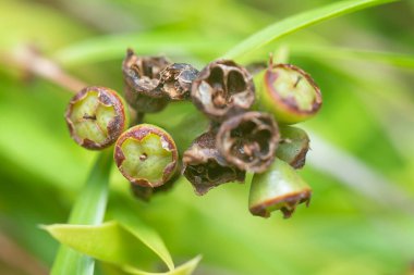 Söğüt yapraklarının söğüt dallarının sarkan uzun söğüt yapraklarının meyve ve çiçeklerinin yakın çekimi.