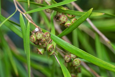 Söğüt yapraklarının söğüt dallarının sarkan uzun söğüt yapraklarının meyve ve çiçeklerinin yakın çekimi.