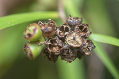Söğüt yapraklarının söğüt dallarının sarkan uzun söğüt yapraklarının meyve ve çiçeklerinin yakın çekimi.
