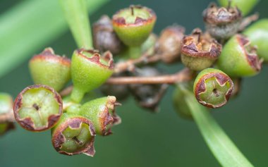 Söğüt yapraklarının söğüt dallarının sarkan uzun söğüt yapraklarının meyve ve çiçeklerinin yakın çekimi.