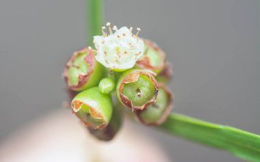 Söğüt yapraklarının söğüt dallarının sarkan uzun söğüt yapraklarının meyve ve çiçeklerinin yakın çekimi.