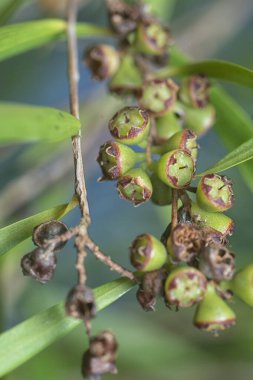 Söğüt yapraklarının söğüt dallarının sarkan uzun söğüt yapraklarının meyve ve çiçeklerinin yakın çekimi.