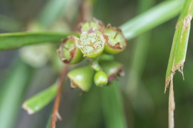 Söğüt yapraklarının söğüt dallarının sarkan uzun söğüt yapraklarının meyve ve çiçeklerinin yakın çekimi.