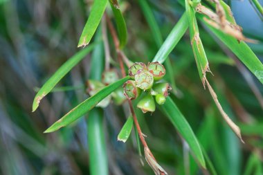 Söğüt yapraklarının söğüt dallarının sarkan uzun söğüt yapraklarının meyve ve çiçeklerinin yakın çekimi.