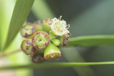 Söğüt yapraklarının söğüt dallarının sarkan uzun söğüt yapraklarının meyve ve çiçeklerinin yakın çekimi.