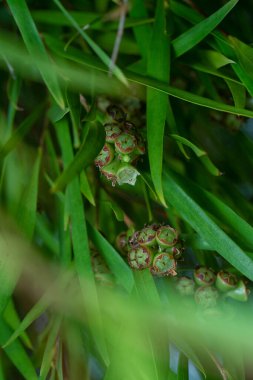 Söğüt yapraklarının söğüt dallarının sarkan uzun söğüt yapraklarının meyve ve çiçeklerinin yakın çekimi.