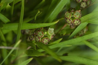 Söğüt yapraklarının söğüt dallarının sarkan uzun söğüt yapraklarının meyve ve çiçeklerinin yakın çekimi.