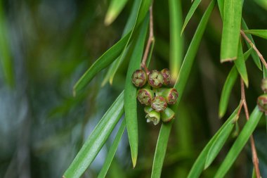Söğüt yapraklarının söğüt dallarının sarkan uzun söğüt yapraklarının meyve ve çiçeklerinin yakın çekimi.