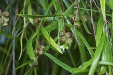 Söğüt yapraklarının söğüt dallarının sarkan uzun söğüt yapraklarının meyve ve çiçeklerinin yakın çekimi.
