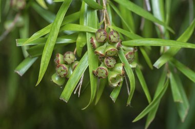 Söğüt yapraklarının söğüt dallarının sarkan uzun söğüt yapraklarının meyve ve çiçeklerinin yakın çekimi.