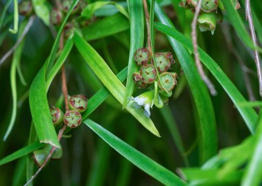 Söğüt yapraklarının söğüt dallarının sarkan uzun söğüt yapraklarının meyve ve çiçeklerinin yakın çekimi.