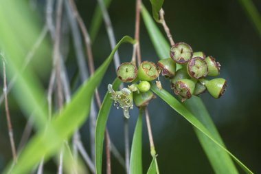 Söğüt yapraklarının söğüt dallarının sarkan uzun söğüt yapraklarının meyve ve çiçeklerinin yakın çekimi.