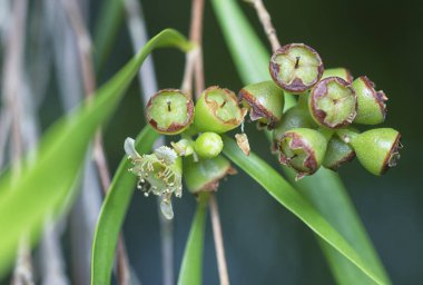 Söğüt yapraklarının söğüt dallarının sarkan uzun söğüt yapraklarının meyve ve çiçeklerinin yakın çekimi.