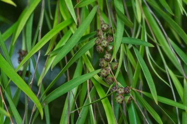Söğüt yapraklarının söğüt dallarının sarkan uzun söğüt yapraklarının meyve ve çiçeklerinin yakın çekimi.