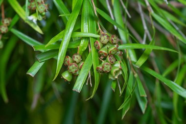 Söğüt yapraklarının söğüt dallarının sarkan uzun söğüt yapraklarının meyve ve çiçeklerinin yakın çekimi.