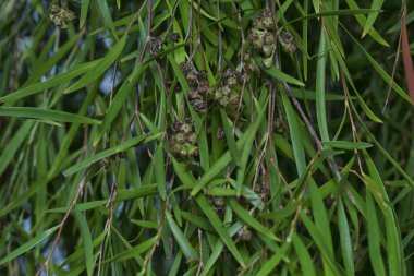 Söğüt yapraklarının söğüt dallarının sarkan uzun söğüt yapraklarının meyve ve çiçeklerinin yakın çekimi.