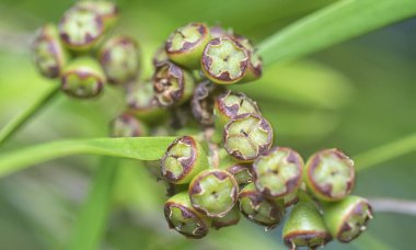 Söğüt yapraklarının söğüt dallarının sarkan uzun söğüt yapraklarının meyve ve çiçeklerinin yakın çekimi.