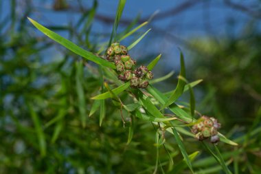 Söğüt yapraklarının söğüt dallarının sarkan uzun söğüt yapraklarının meyve ve çiçeklerinin yakın çekimi.