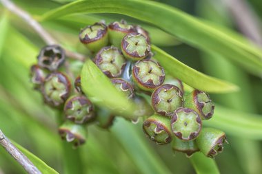 Söğüt yapraklarının söğüt dallarının sarkan uzun söğüt yapraklarının meyve ve çiçeklerinin yakın çekimi.