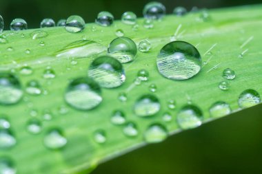 macro shot of the raindrops moisture droplets collected on the surface of the leafy vegetation leaves.