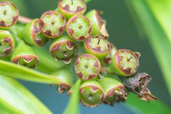 Söğüt yapraklarının söğüt dallarının sarkan uzun söğüt yapraklarının meyve ve çiçeklerinin yakın çekimi.