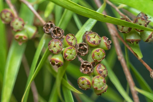 Söğüt yapraklarının söğüt dallarının sarkan uzun söğüt yapraklarının meyve ve çiçeklerinin yakın çekimi.