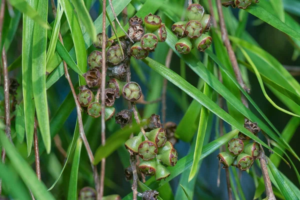 Söğüt yapraklarının söğüt dallarının sarkan uzun söğüt yapraklarının meyve ve çiçeklerinin yakın çekimi.