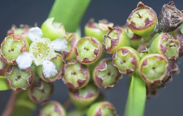 Söğüt yapraklarının söğüt dallarının sarkan uzun söğüt yapraklarının meyve ve çiçeklerinin yakın çekimi.