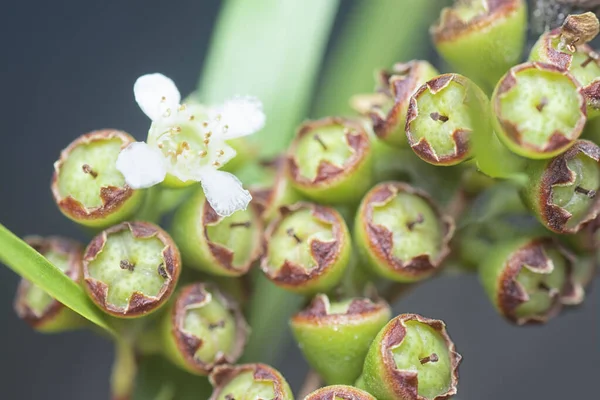 Söğüt yapraklarının söğüt dallarının sarkan uzun söğüt yapraklarının meyve ve çiçeklerinin yakın çekimi.