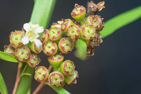 Söğüt yapraklarının söğüt dallarının sarkan uzun söğüt yapraklarının meyve ve çiçeklerinin yakın çekimi.