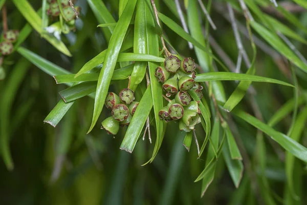 Söğüt yapraklarının söğüt dallarının sarkan uzun söğüt yapraklarının meyve ve çiçeklerinin yakın çekimi.