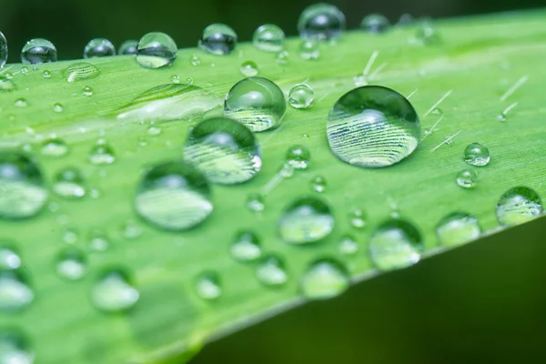 macro shot of the raindrops moisture droplets collected on the surface of the leafy vegetation leaves.