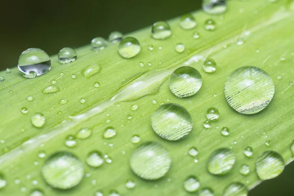 macro shot of the raindrops moisture droplets collected on the surface of the leafy vegetation leaves.