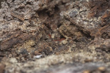 Ağaç kabuğu yapısının ve doku kalıplarının görüntüsünü kapat.