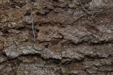 Ağaç kabuğu yapısının ve doku kalıplarının görüntüsünü kapat.