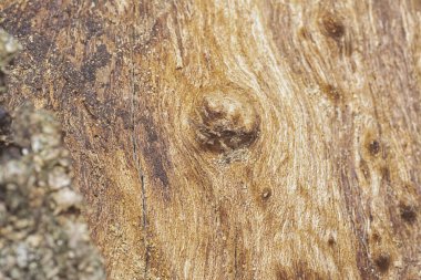 Ağaç kabuğu yapısının ve doku kalıplarının görüntüsünü kapat.