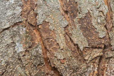 Ağaç kabuğu yapısının ve doku kalıplarının görüntüsünü kapat.