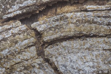 Ağaç kabuğu yapısının ve doku kalıplarının görüntüsünü kapat.