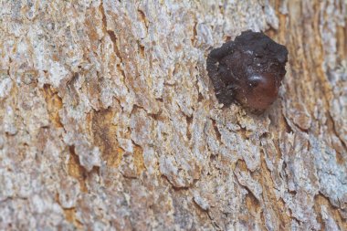 Ağaç kabuğu yapısının ve doku kalıplarının görüntüsünü kapat.